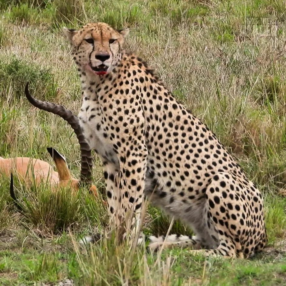 2-Дневное Сафари В Лодже Среднего Класса В Танзании